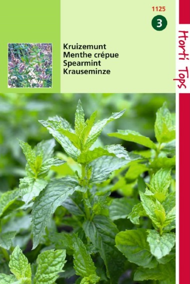 Kruizemunt (Mentha spicata) 1100 zaden HT
